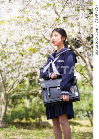 Female student stopping under the cherry blossoms 73997857