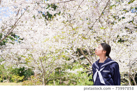 女學生抬頭看著櫻花（從側面） 73997858