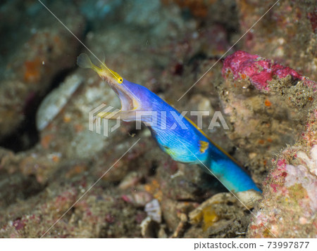Blue Ribbon eel coming out of its burrow (Mergui Archipelago, Myanmar) Blue Ribbon eel coming out of its burrow (Mergui Archipelago, Myanmar) 73997877