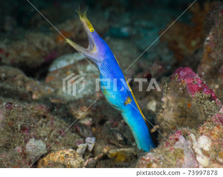 藍帶鰻魚從洞穴中出來（緬甸Mergui群島） 73997878
