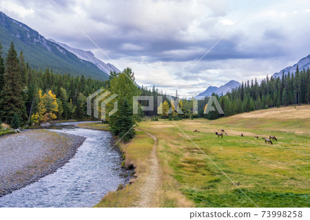 A herd of wild elk foraging and rest in prairie by the Bow river riverside at forest edge in autumn foliage season. Banff National Park, Canadian Rockies. Alberta, Canada. A herd of wild elk foraging and rest in prairie by the Bow river riverside at forest edge in autumn foliage season. Banff National Park, Canadian Rockies. Alberta, Canada. 73998258