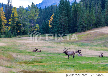 A herd of wild elk foraging and rest in prairie at forest edge in autumn foliage season. Banff National Park, Canadian Rockies. Alberta, Canada. A herd of wild elk foraging and rest in prairie at forest edge in autumn foliage season. Banff National Park, Canadian Rockies. Alberta, Canada. 73998260