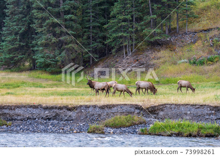 A herd of wild elk foraging and rest in prairie by the Bow river riverside at forest edge in autumn foliage season. Banff National Park, Canadian Rockies. Alberta, Canada. A herd of wild elk foraging and rest in prairie by the Bow river riverside at forest edge in autumn foliage season. Banff National Park, Canadian Rockies. Alberta, Canada. 73998261