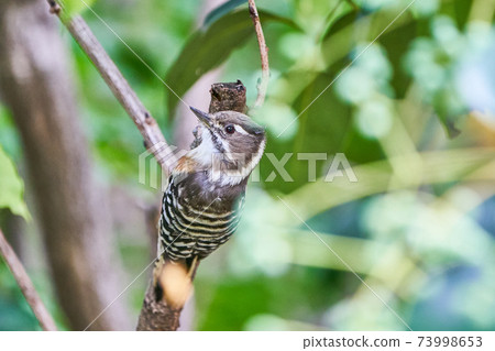 Small woodpecker, Kogera 73998653