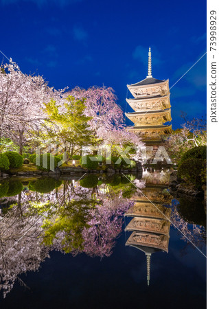 京都東寺的櫻花 京都東寺的櫻花 73998929