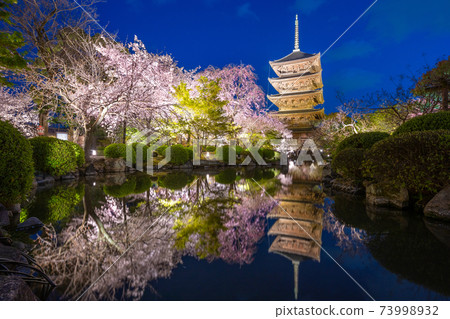 京都東寺的櫻花 京都東寺的櫻花 73998932