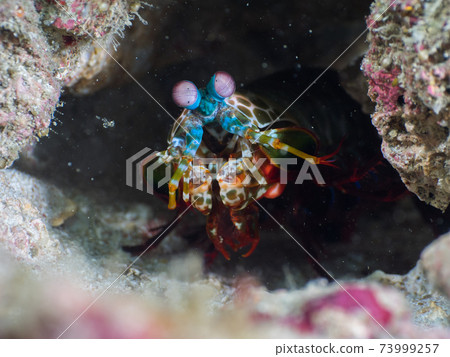 Odontodactylus lurking in the burrow (Mergui Archipelago, Myanmar) 73999257