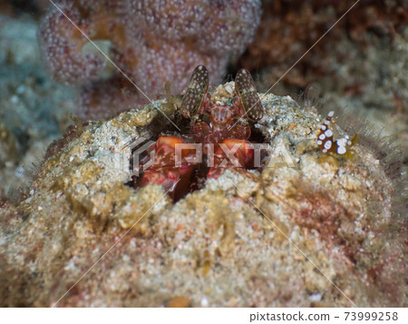 Trafshaco lurking in the burrow (Lysiosquillina lisa) (Mergui Archipelago, Myanmar) 73999258