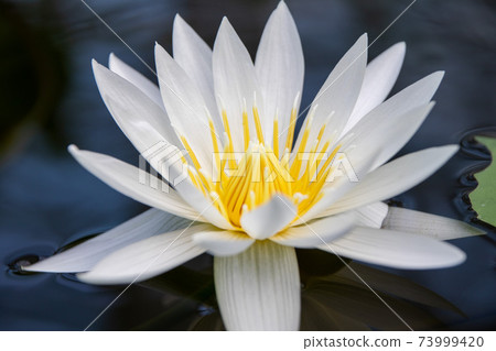 Tropical water lily Tropical water lily 73999420