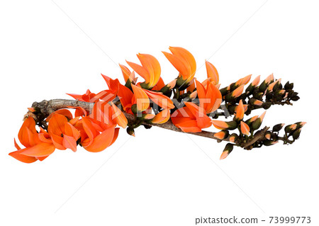Beautiful orange palas flowers blooming on white 73999773