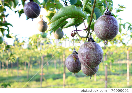 fresh passion fruit in the garden background 74000091