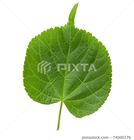 One single leaf of lime tree isolated on a white background, top view. 74000176