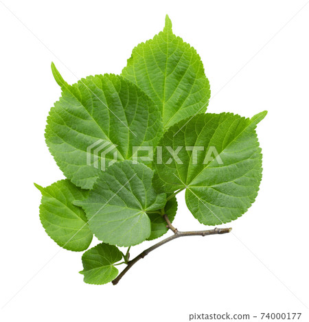 Branch of linden tree leaves isolated on a white background, top view. 74000177