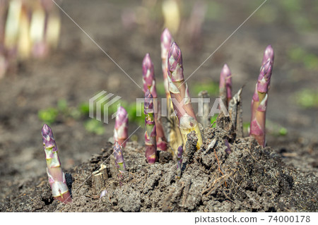 Young organic asparagus grows in a vegetable garden. useful and expensive farm product. 74000178