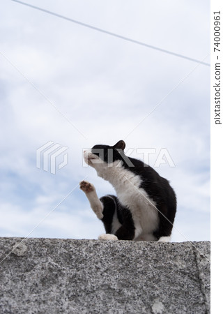 Cat living in the harbor 74000961