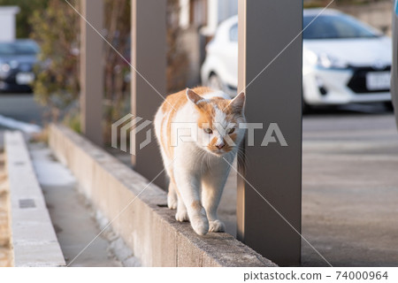 A cat walking on a wall, a brown-white cat A cat walking on a wall, a brown-white cat 74000964