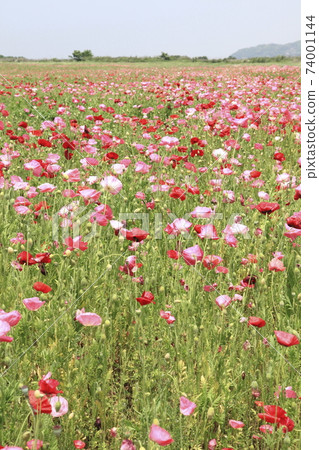 Omuta City Poppy Field, Omuta City Poppy Field, 74001144