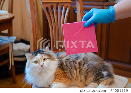 Cleaning a red rag in a glove and a cat 74001319