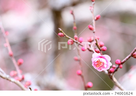 Japanese plum garden 74001624