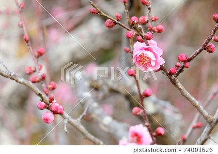 Japanese plum garden 74001626