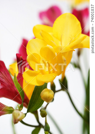 Yellow Freesia - Stock Photo [74001837] - PIXTA