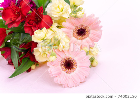 花束非洲菊六出噴霧股票 74002150