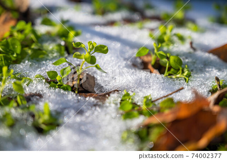 Chickweed and snow Chickweed and snow 74002377