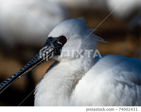 琵鷺特寫照片 74002431