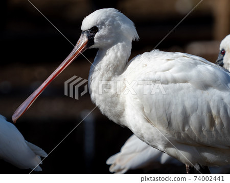 Spoonbill close-up photo Spoonbill close-up photo 74002441