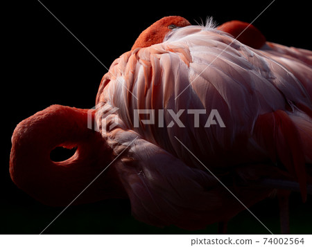 紅色的火烈鳥翅膀 紅色的火烈鳥翅膀 74002564