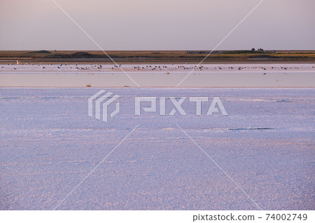 Seagulls on sunset Genichesk pink salty lake, Ukraine Seagulls on sunset Genichesk pink salty lake, Ukraine 74002749