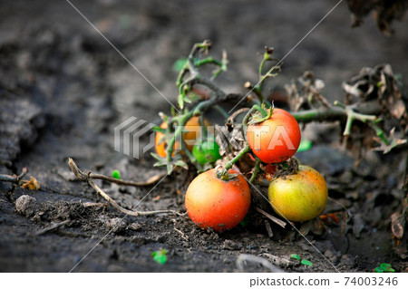 Withered stalks with small tomatoes lie on the dry ground. The death of vegetables during a drought Withered stalks with small tomatoes lie on the dry ground. The death of vegetables during a drought 74003246