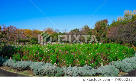 Roka Koshunen花壇波斯菊 74003283