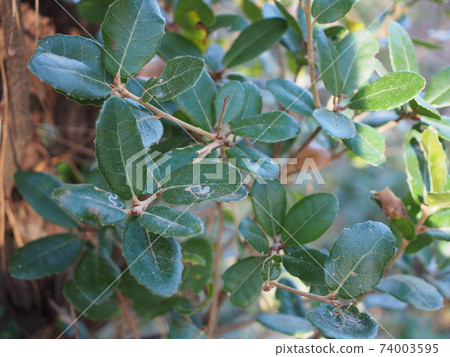 Ubameagashi 74003595