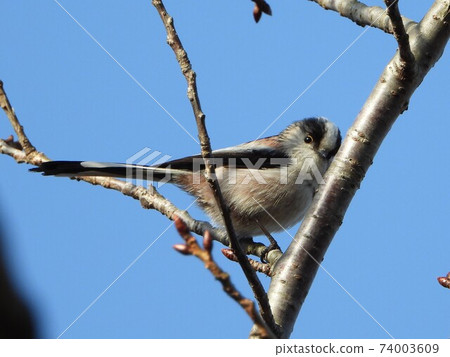 A cute and beautiful long-tailed tit that came out of nowhere and stopped in front of me A cute and beautiful long-tailed tit that came out of nowhere and stopped in front of me 74003609