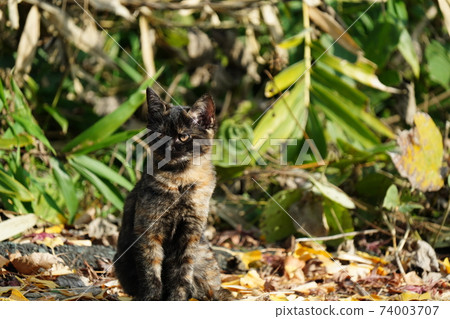 Three kittens get along with each other by practicing separation from parents. Stray cat rust pattern parent and child Three kittens get along with each other by practicing separation from parents. Stray cat rust pattern parent and child 74003707