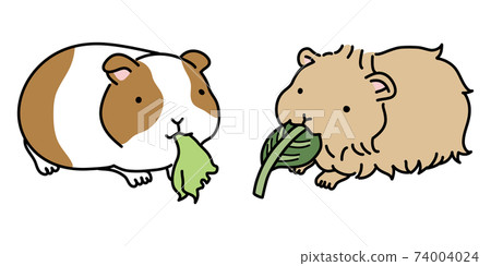 guinea pig eating