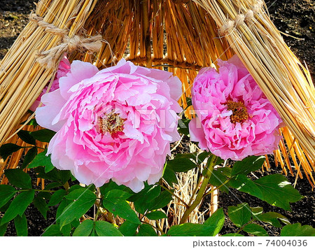 Peony Winter Botan Sundae Pink Flower Ueno Toshogu Botanen 74004036