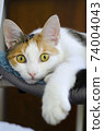 A domestic tricolor cat lies on a chair.  74004043