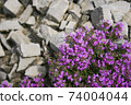 Thyme flowers. Herbal medicine. Siberian herbs. In 74004044