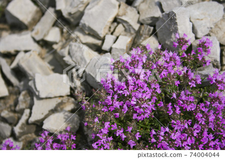 Thyme flowers. Herbal medicine. Siberian herbs. In 74004044