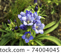 Gentiana. Wild plant of the nature of Siberia.  74004045