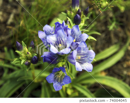 Gentiana. Wild plant of the nature of Siberia.  74004045