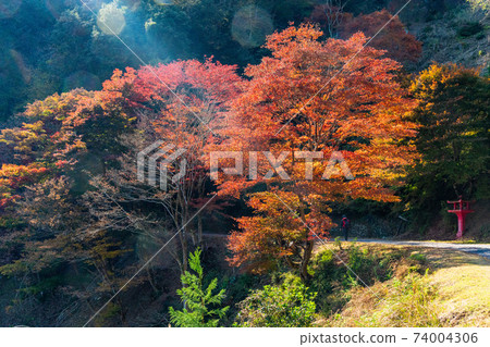 (Sa玉縣)白雲山Toriiikannon秋葉在長廊和長廊上 (Sa玉縣)白雲山Toriiikannon秋葉在長廊和長廊上 74004306