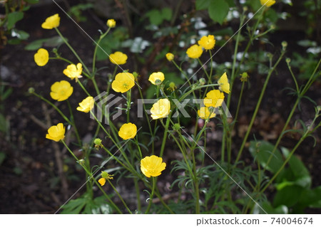 Close up of a yellow Meadow Buttercup flower. Also known as a Common, Giant, and Tall Buttercup. 74004674