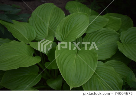 Decorative garden plant Hosta. Green leaves background 74004675