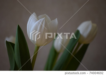 Flowers white tulips close-up against a stucco wall. Flowers white tulips close-up against a stucco wall. 74004692