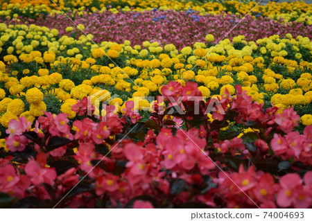 Flowers, Marigold, Bedding Begonia. Flowerbed with yellow marigolds close-up and Begonia. Flowers, Marigold, Bedding Begonia. Flowerbed with yellow marigolds close-up and Begonia. 74004693