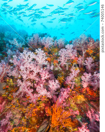 Herds of pale pink soft corals and fusiliers (Mergui Archipelago, Myanmar) 74005146