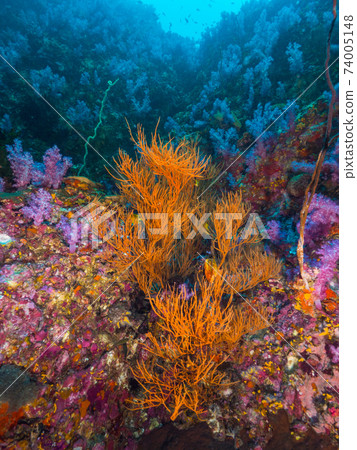 Soft coral with friends of sea pine growing between rocks (Mergui Archipelago, Myanmar) 74005148
